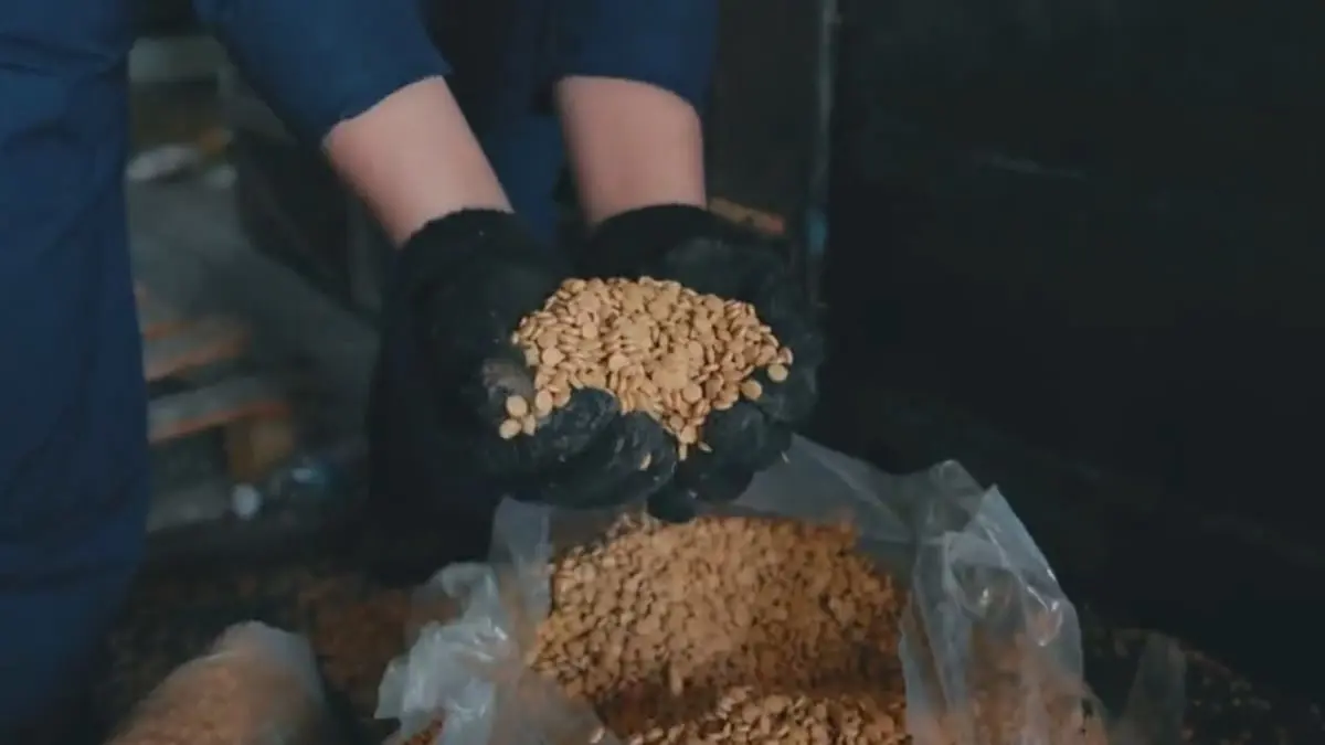 السعودية.. ضبط 15 مليون حبة كبتاغون في ميناء جدة