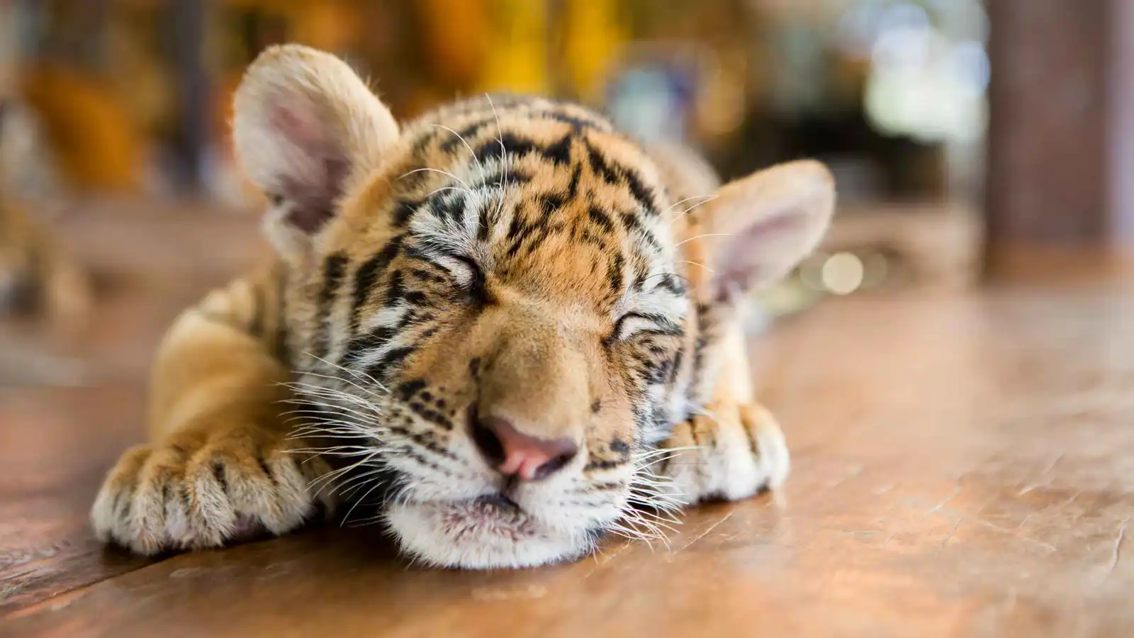 ولادة نادرة لأشبال "نمر آمور" المهدد بالانقراض (فيديو)