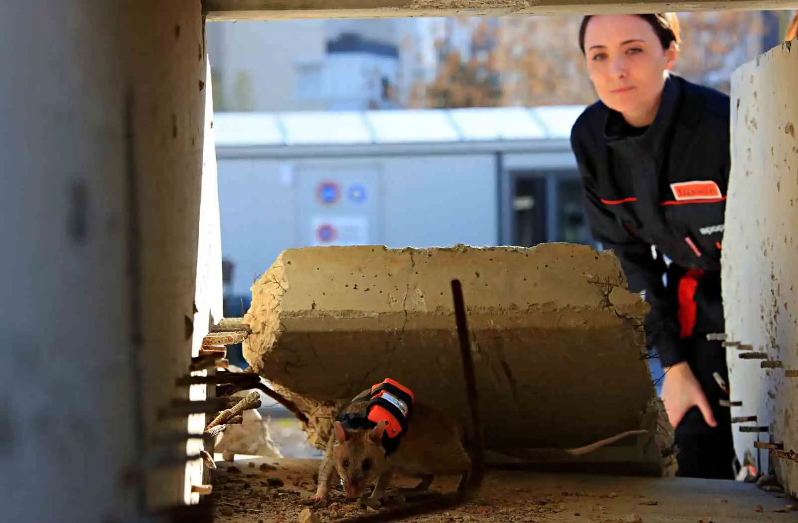 أحد الفئران المدربة