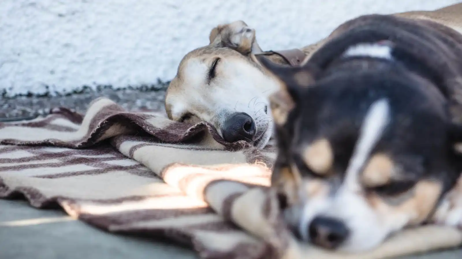 كلاب على أسرّة المرضى تثير غضباً واسعاً في الهند (فيديو)