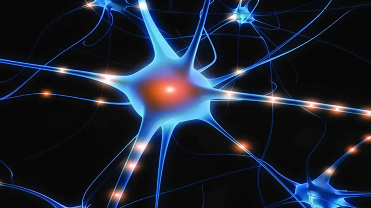 اكتشاف أنزيم يسهم في إصلاح تلف الأعصاب
