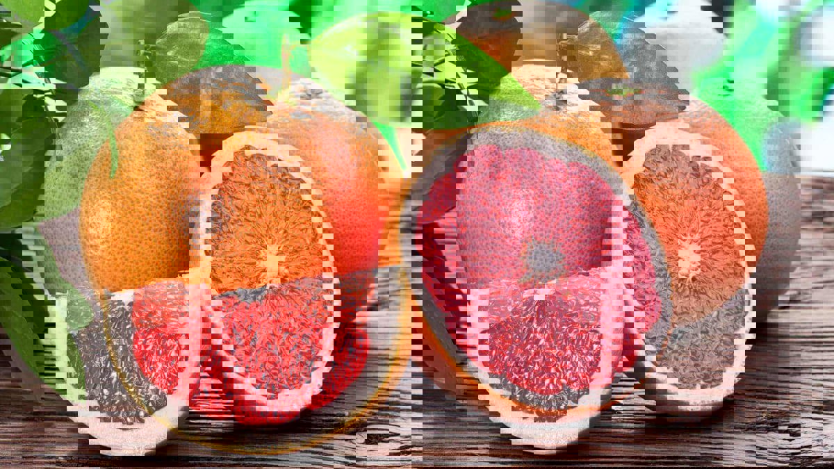 باحثون أمريكيون يكتشفون بديلا صحيا عن السكر من أشجار الحمضيات