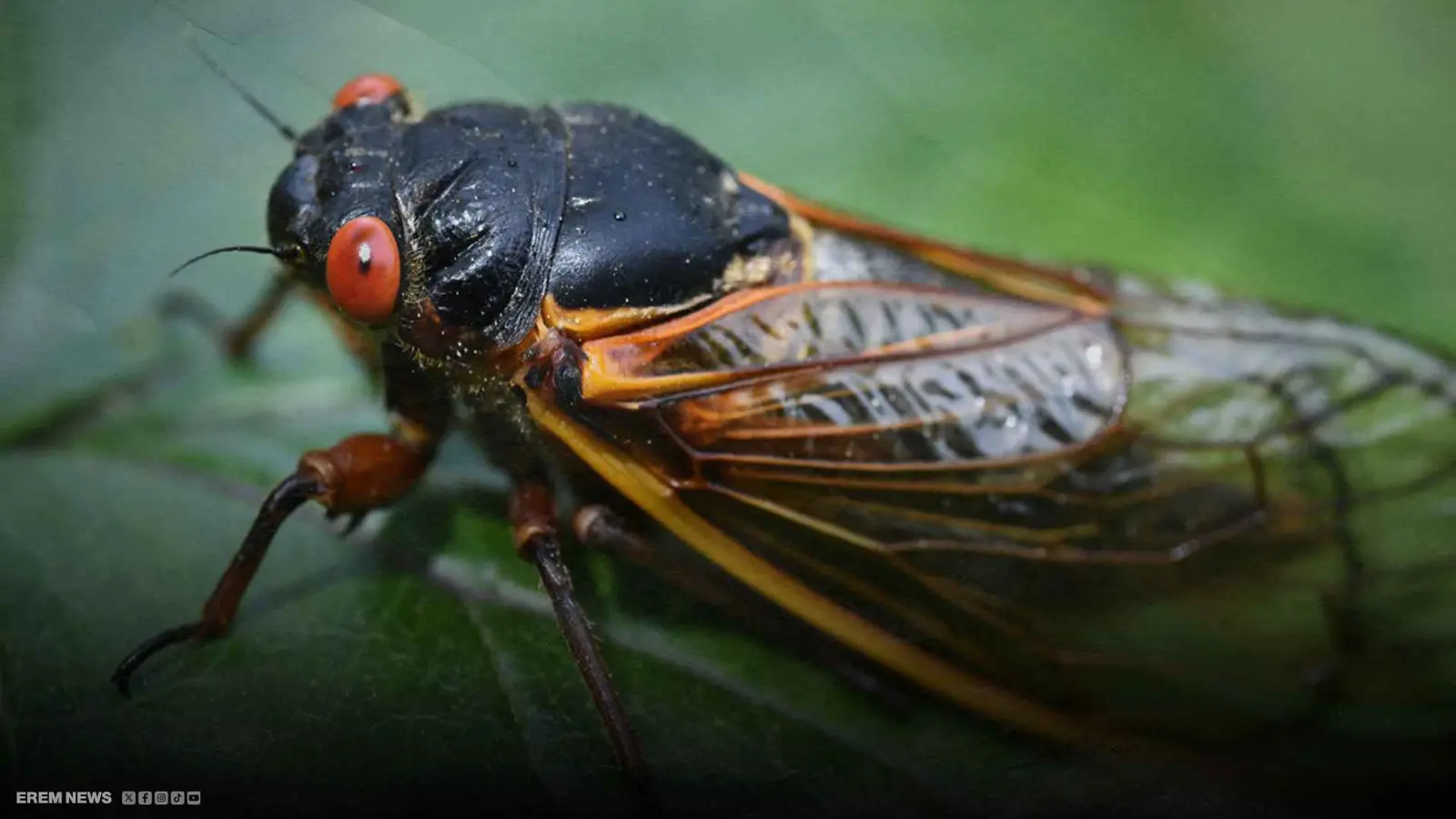 حشرات الزومبي تظهر كل 17 عاماً وتُرعب أمريكا.. ما قصتها؟ (فيديو إرم)