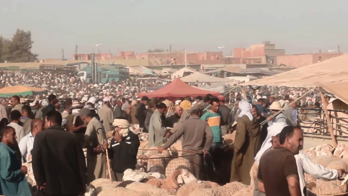 أسواق المواشي تهدد برفع أعداد المصابين بفيروس كورونا في الجزائر (صور)