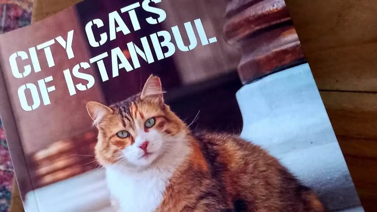 شهرة قطط إسطنبول تتجاوز الحدود.. كتاب يوثق حياتها اليومية (صور)