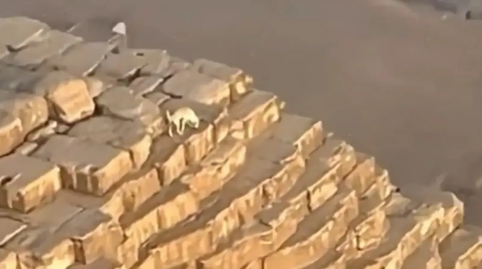 ظهر أعلى قمة "الهرم".. ما حقيقة اختفاء الكلب "المتسلق"؟