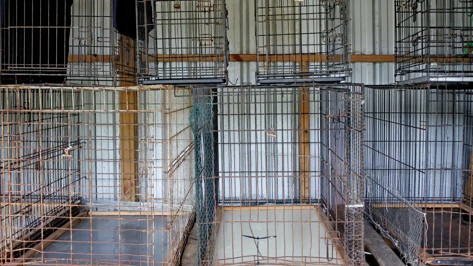 العراق.. إنقاذ حيوانات احتجزت لأيام دون ماء وطعام (فيديو)