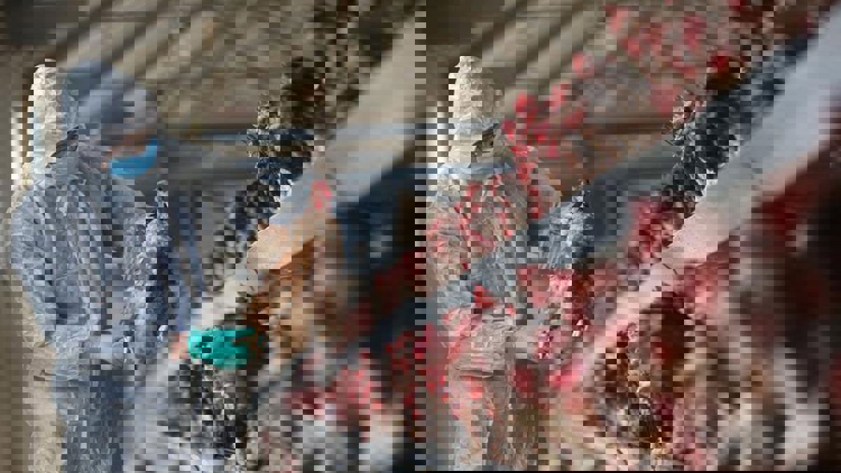 اكتشاف جين يحمي البشر من معظم فيروسات إنفلونزا الطيور