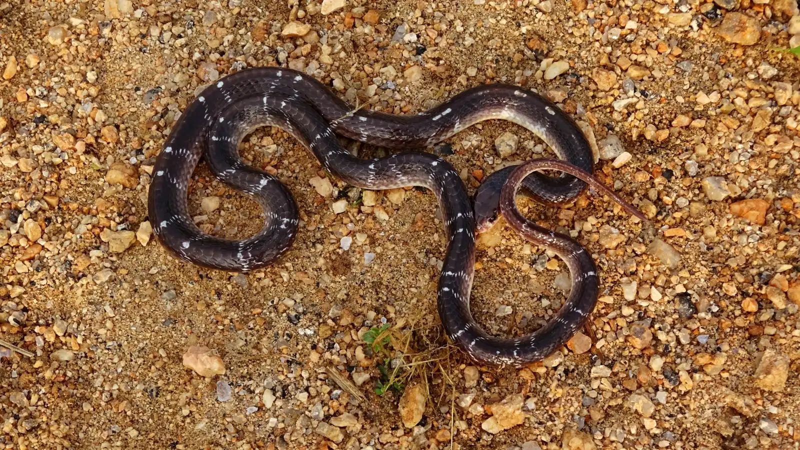 أي الأفاعي هي الأكثر فتكاً؟.. السم والسلوك يحددان الخطر
