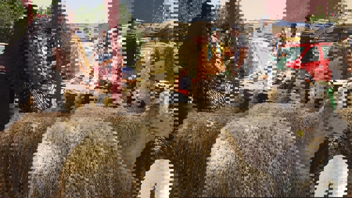 رغم كثرة العرض.. أسعار الأضاحي تقفز لمستوى قياسي في المغرب