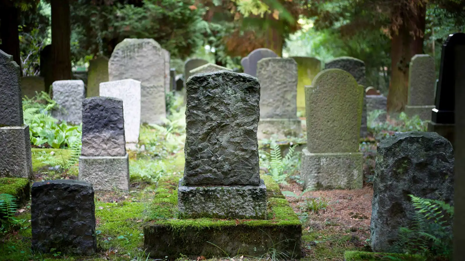 قصة المقبرة التي خبأت أنواع أفاعٍ غير معروفة في الإكوادور (فيديو)