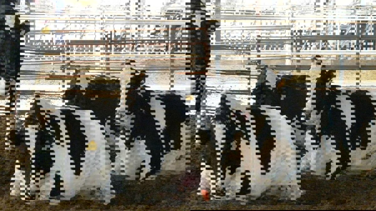 سلالة جديدة من الحمى القلاعية تغلق أسواق المواشي في الأردن