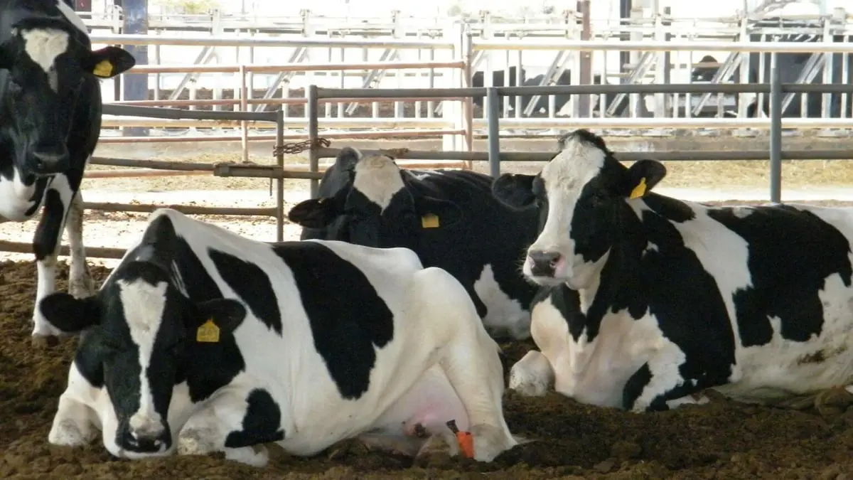 سلالة جديدة من الحمى القلاعية تغلق أسواق المواشي في الأردن