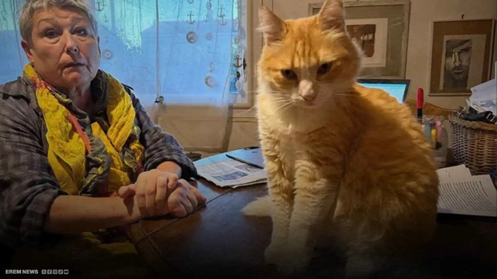 القط "ريمي" يثير جدلا واسعا في فرنسا.. ما القصة وراء الشهرة؟ (فيديو إرم)