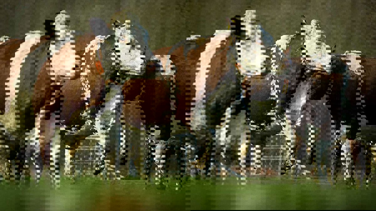 تطوير ساعة ذكية لمراقبة صحة الأبقار وتكاثرها وموقعها