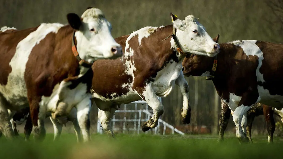 تطوير ساعة ذكية لمراقبة صحة الأبقار وتكاثرها وموقعها