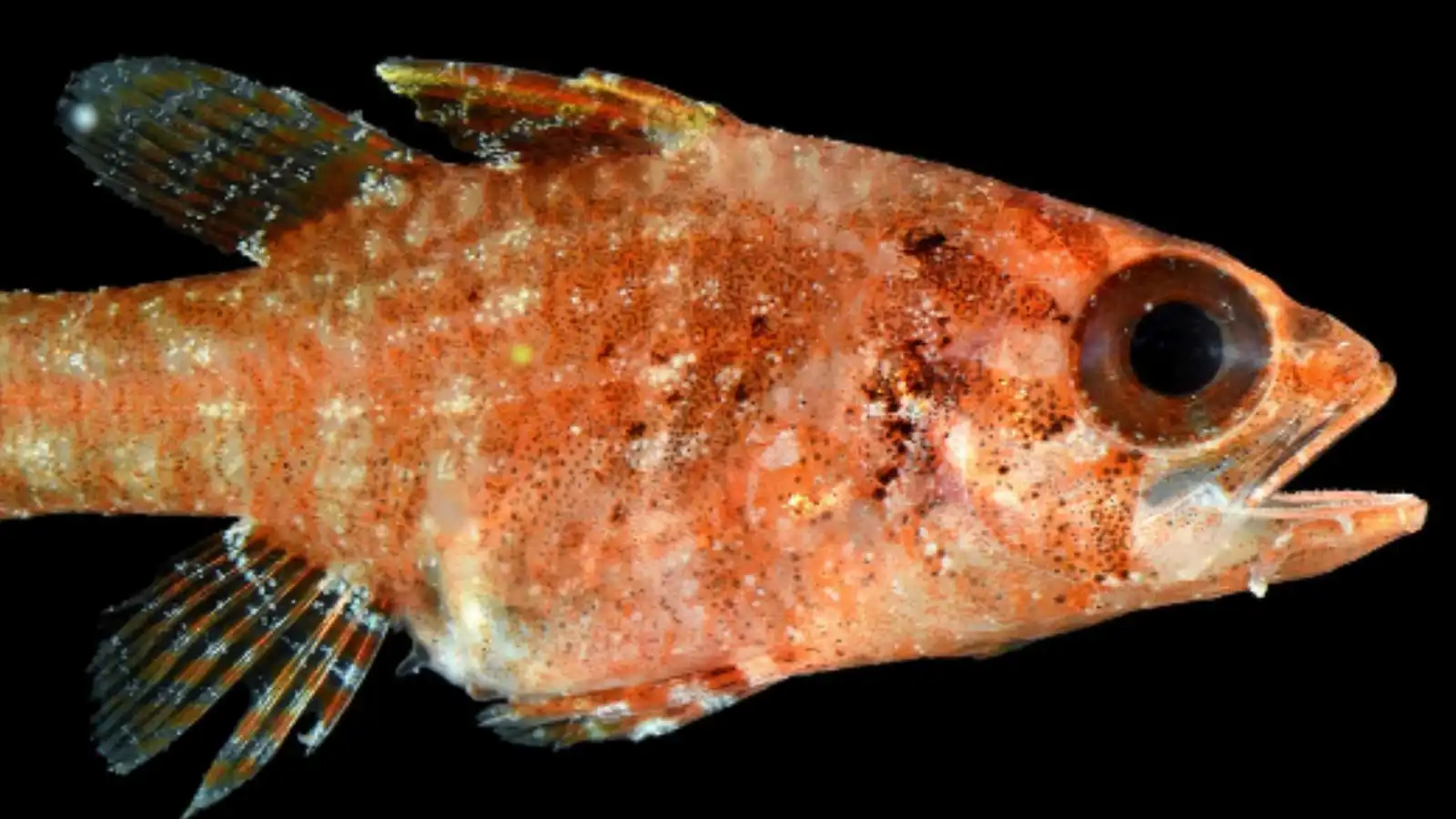 بألوان وأشكال غير مألوفة.. اكتشاف أنواع بحرية مذهلة في الثقب الأزرق