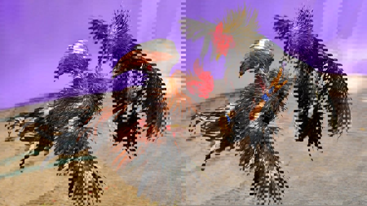 مصارعة الديوك تتمدد مجددًا في الفلبين بعد انحسار كورونا