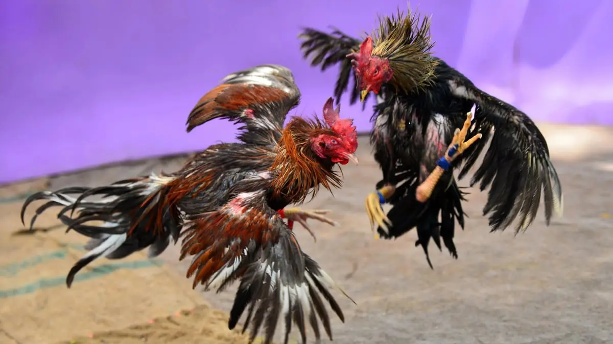 مصارعة الديوك تتمدد مجددًا في الفلبين بعد انحسار كورونا