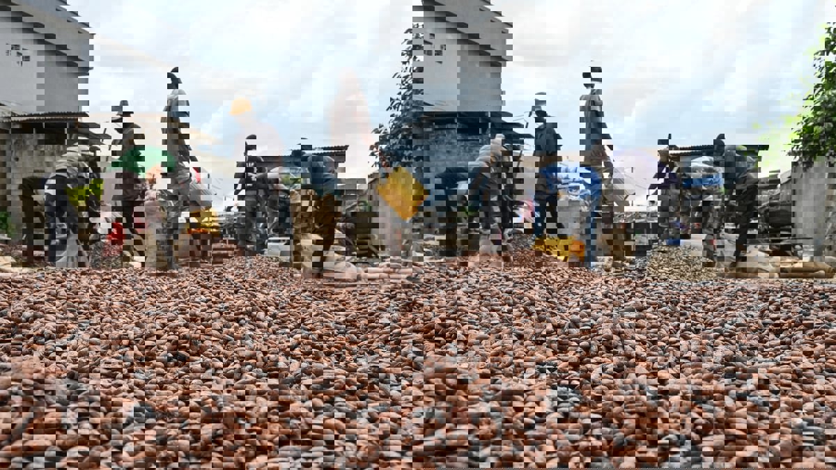 خبر سيىء لمحبي الشوكولاته.. أسعار الكاكاو تحطم الأرقام 