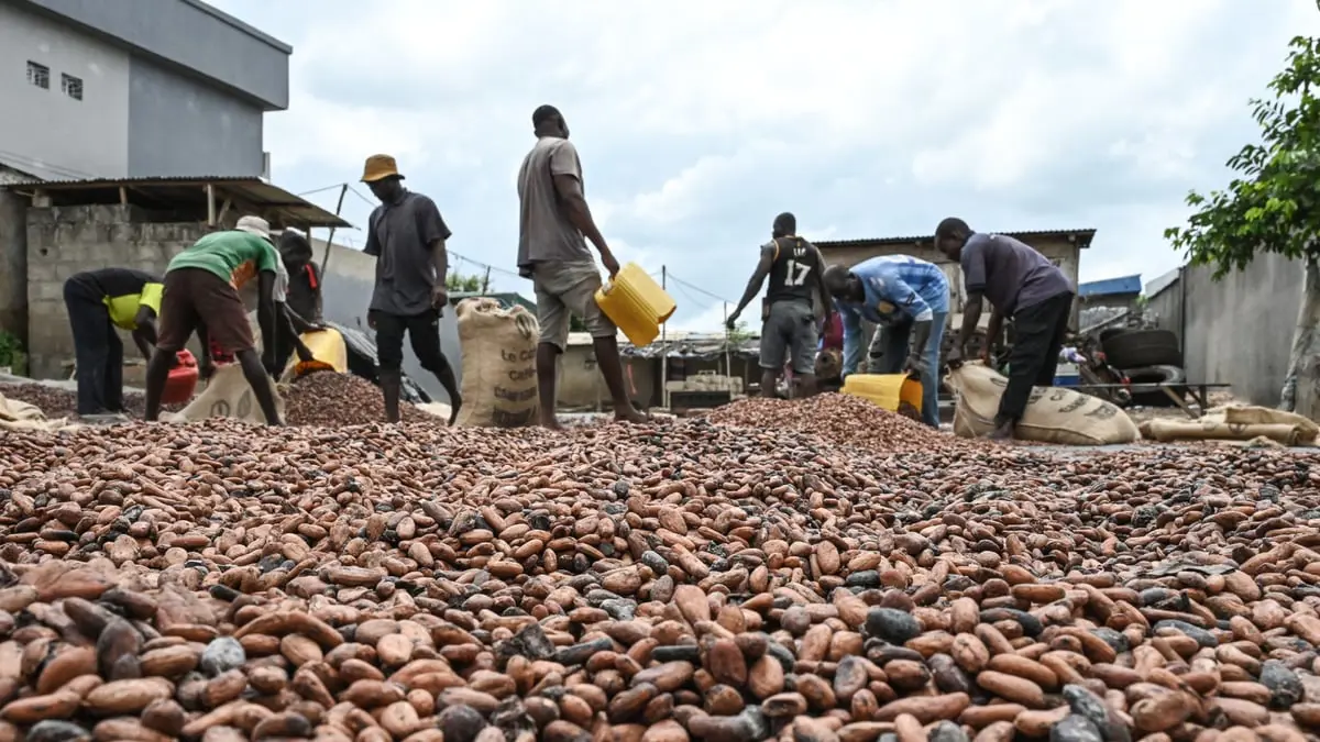 خبر سيىء لمحبي الشوكولاته.. أسعار الكاكاو تحطم الأرقام 