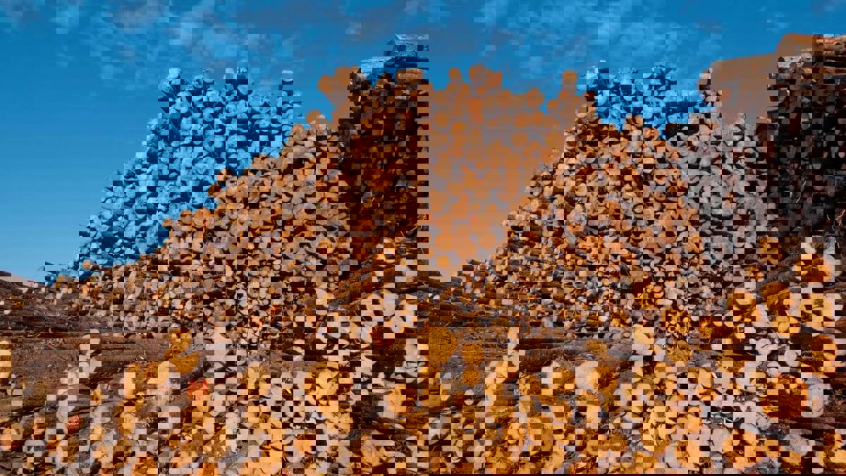 حطّاب باكستاني يثير موجة غضب في السعودية