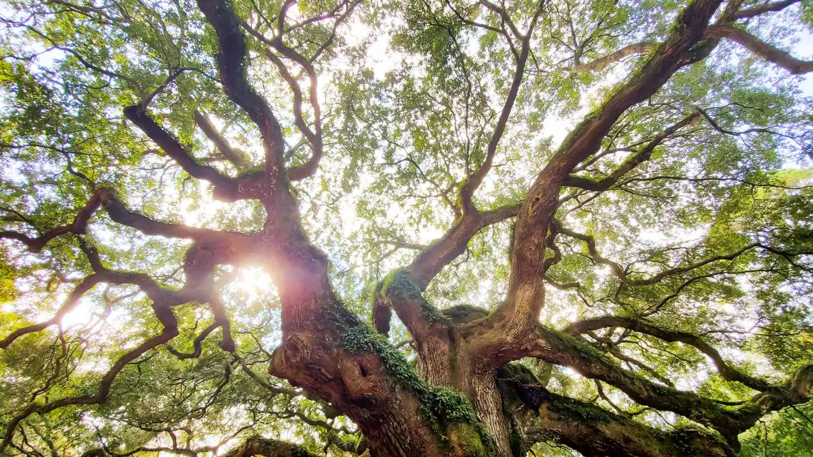 مليون دولار لإنقاذ شجرة بلوط عمرها 400 عام في تكساس (فيديو)