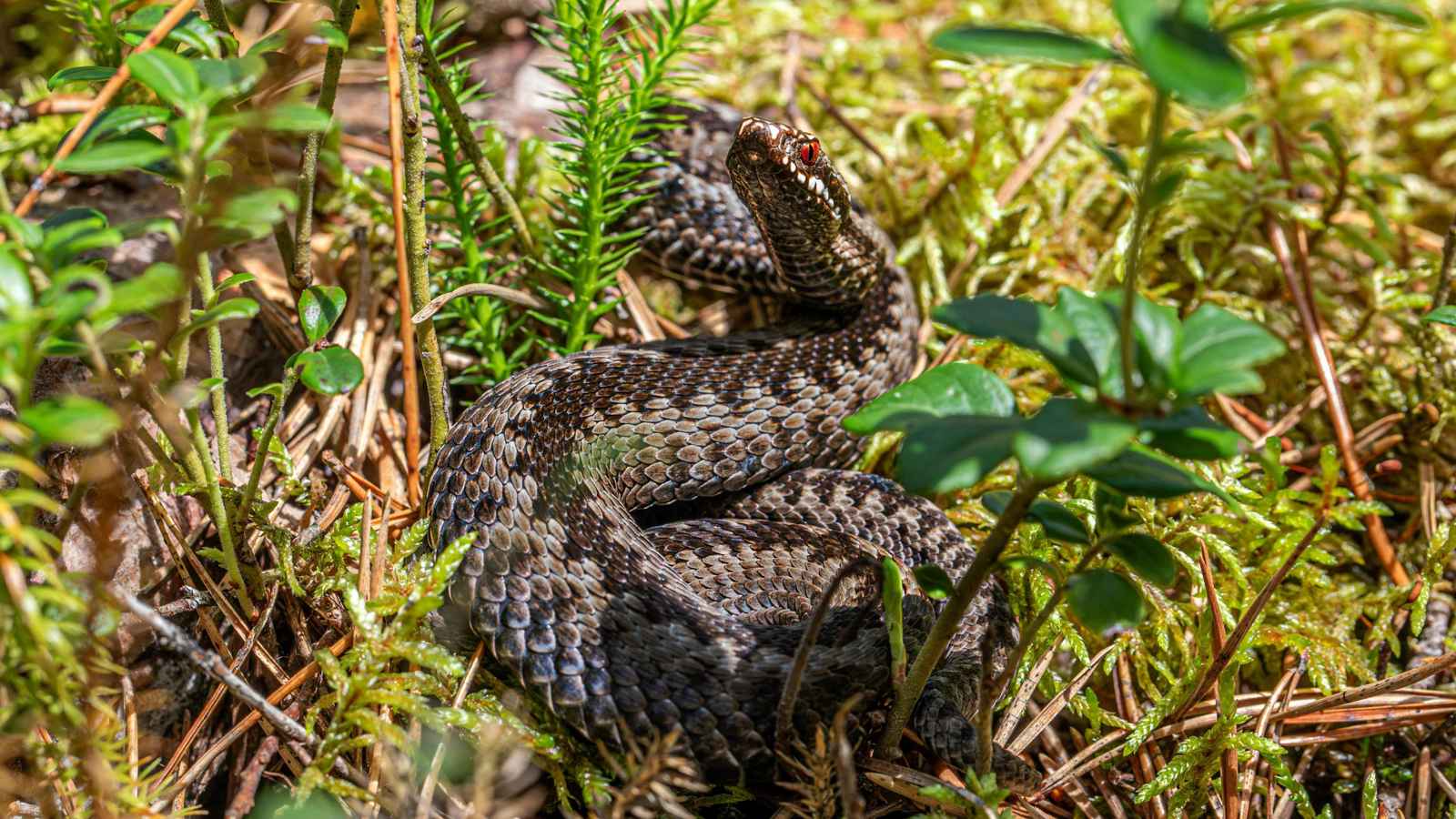 أفعى سامة تثير الرعب على أشهر الشواطئ في إنستغرام (صور)