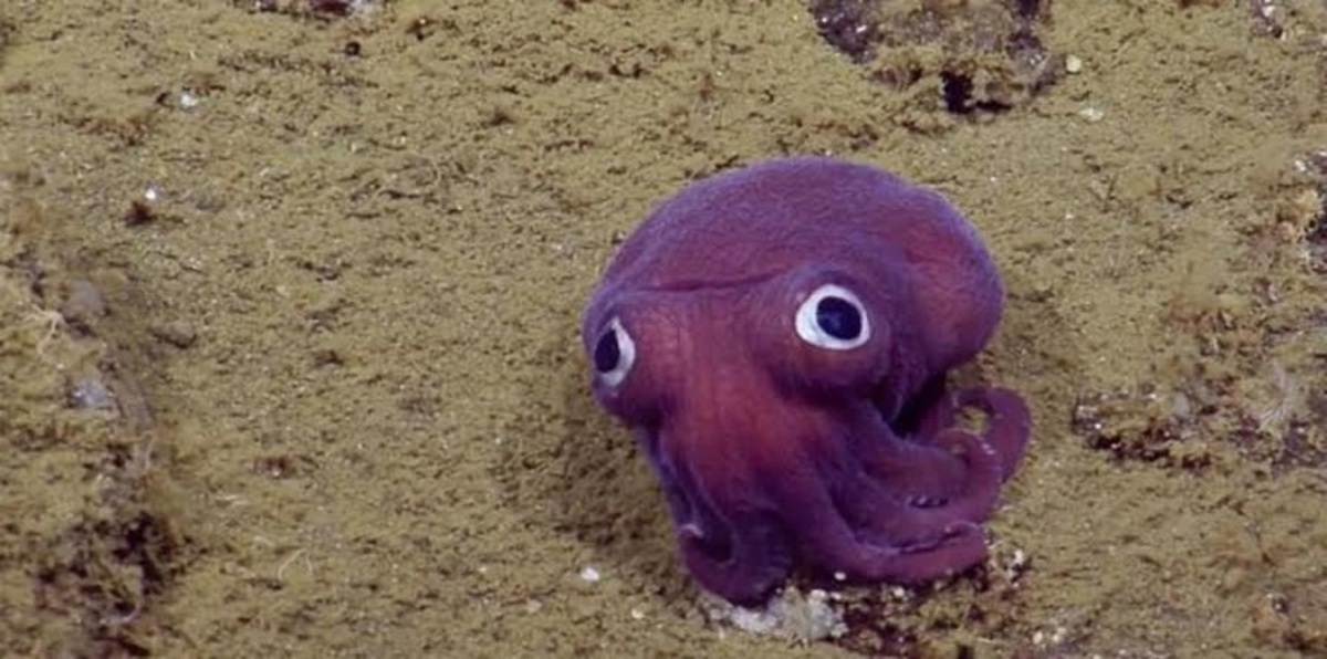 بالفيديو.. العثور على حبار لديه عيون غريبة في كاليفورنيا