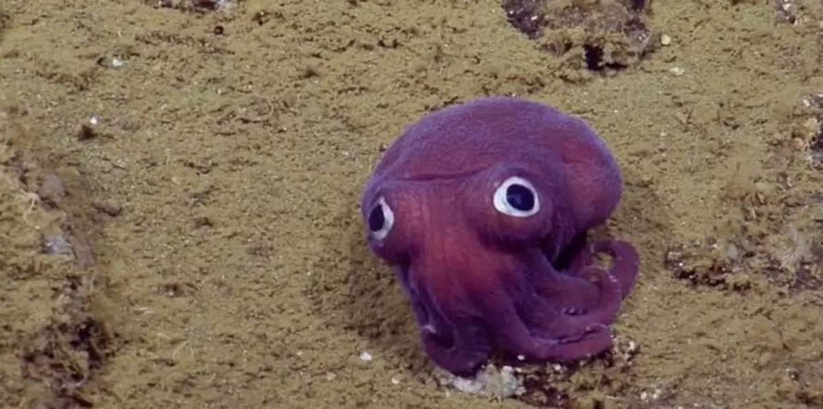 بالفيديو.. العثور على حبار لديه عيون غريبة في كاليفورنيا