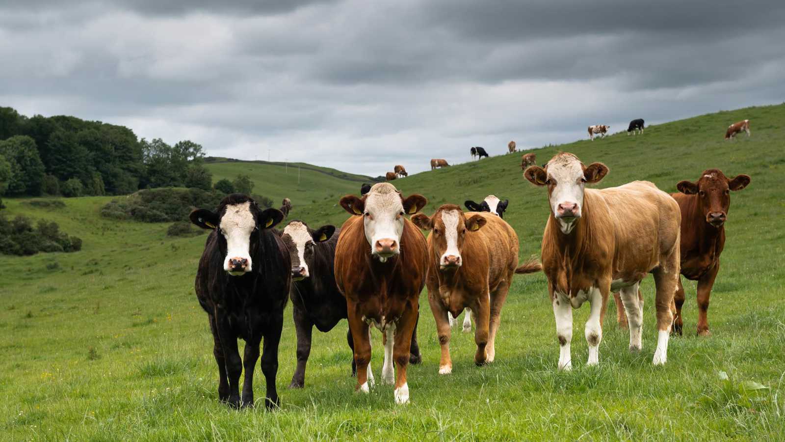 مسنة تنجو من هجوم قطيع أبقار في إسكتلندا (صور)