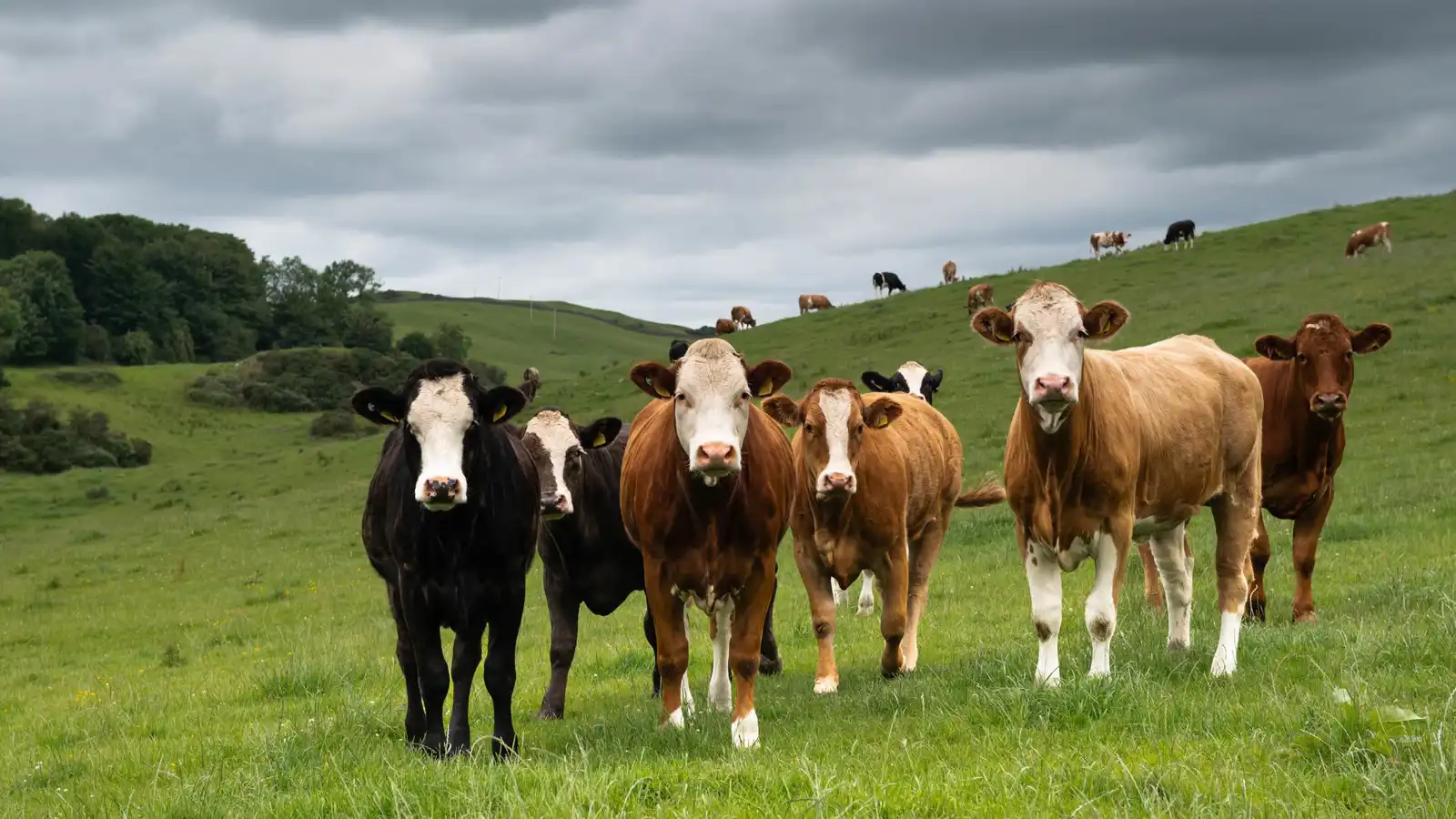 مسنة تنجو من هجوم قطيع أبقار في إسكتلندا (صور)