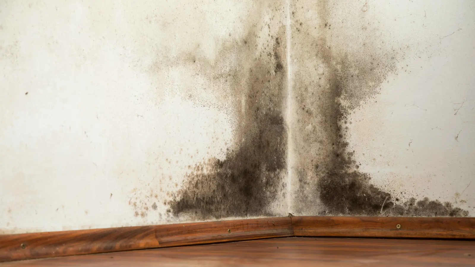 ما خطورة التعرض للعفن الأسود خلال فترة الحمل؟