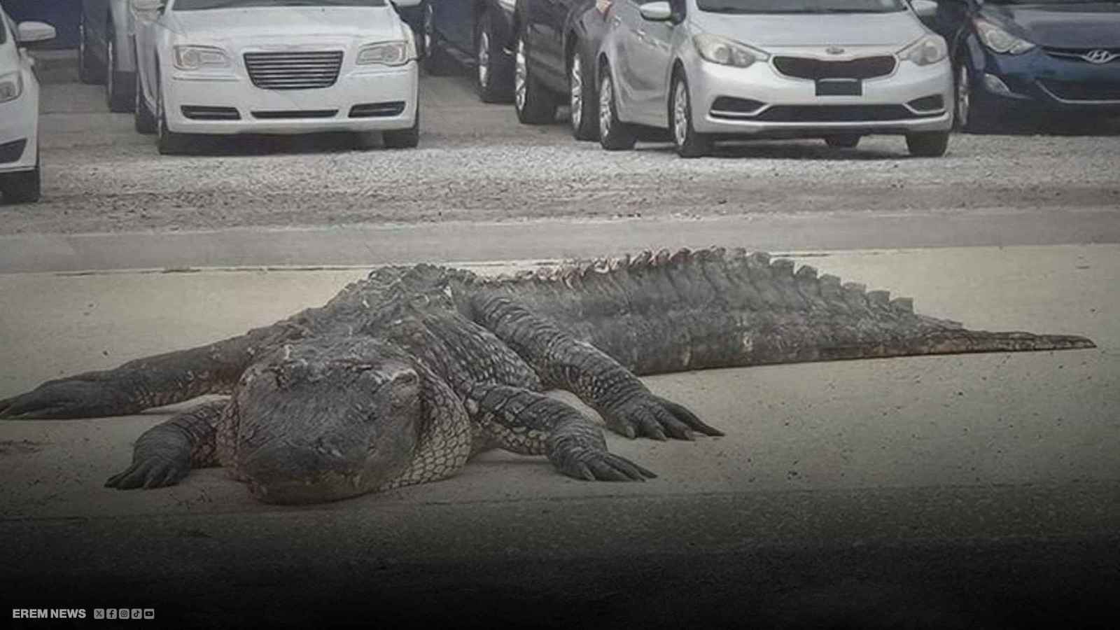 تمساح يتسبب في حادث مروع 