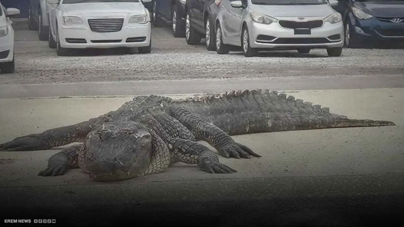 تمساح يتسبب في حادث مروع