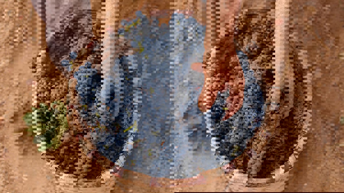 دراسة: تناول العنب يوميا يحميك من حروق الشمس