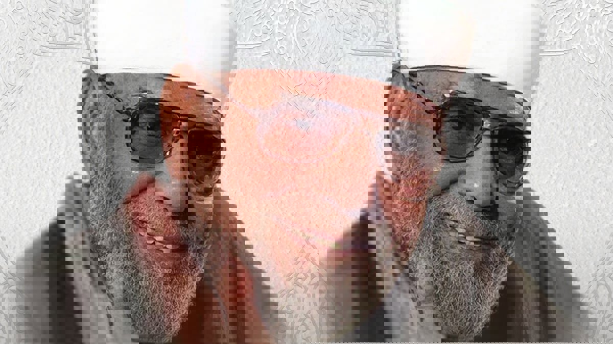 مصر.. تحركات عاجلة لإنقاذ ضريح الشيخ الشعراوي( صور) 