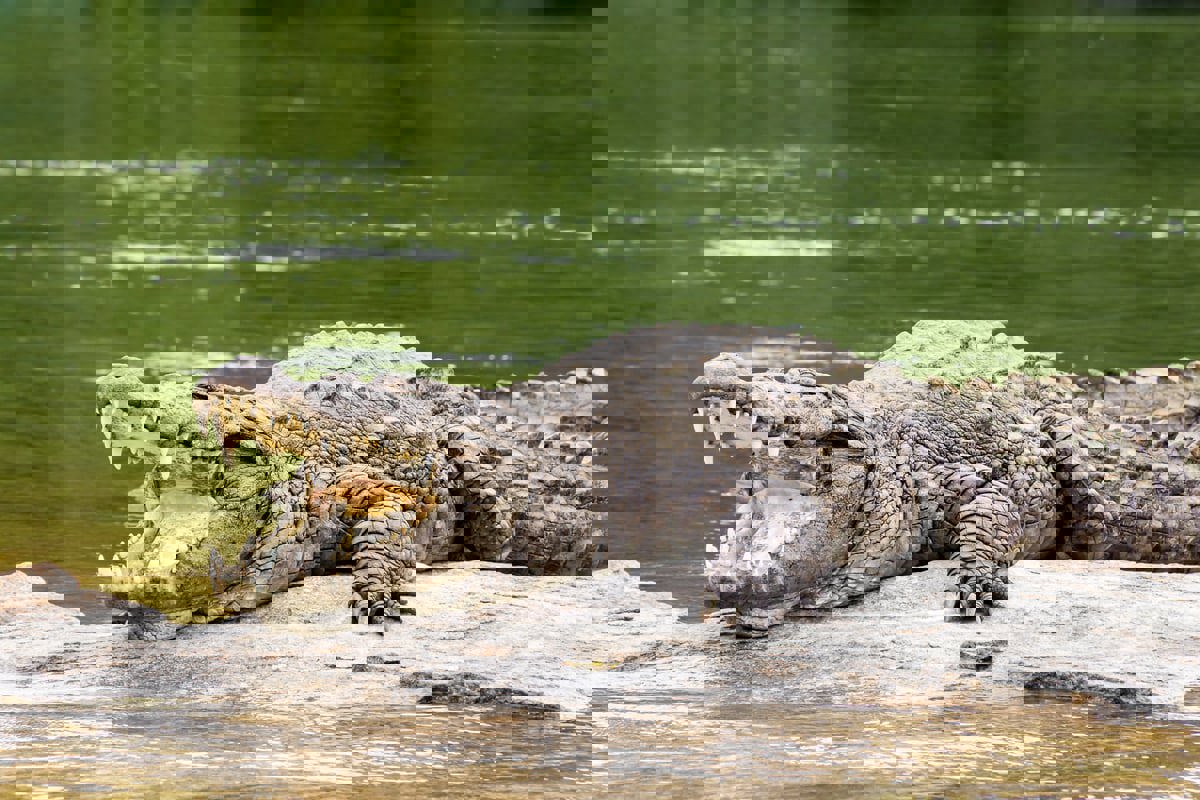 نهشت جسده حتى الموت.. أم تلقي ابنها المعاق في بحيرة تماسيح