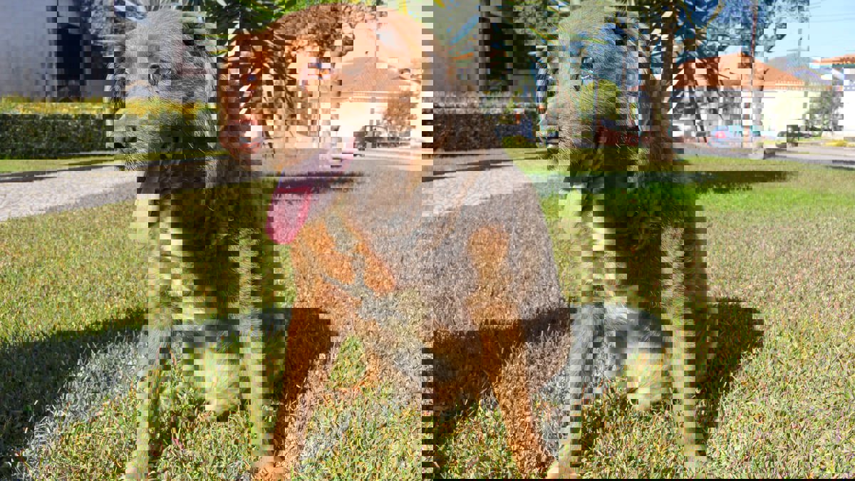 وفاة أكبر كلب في العالم عن 31 عاما 