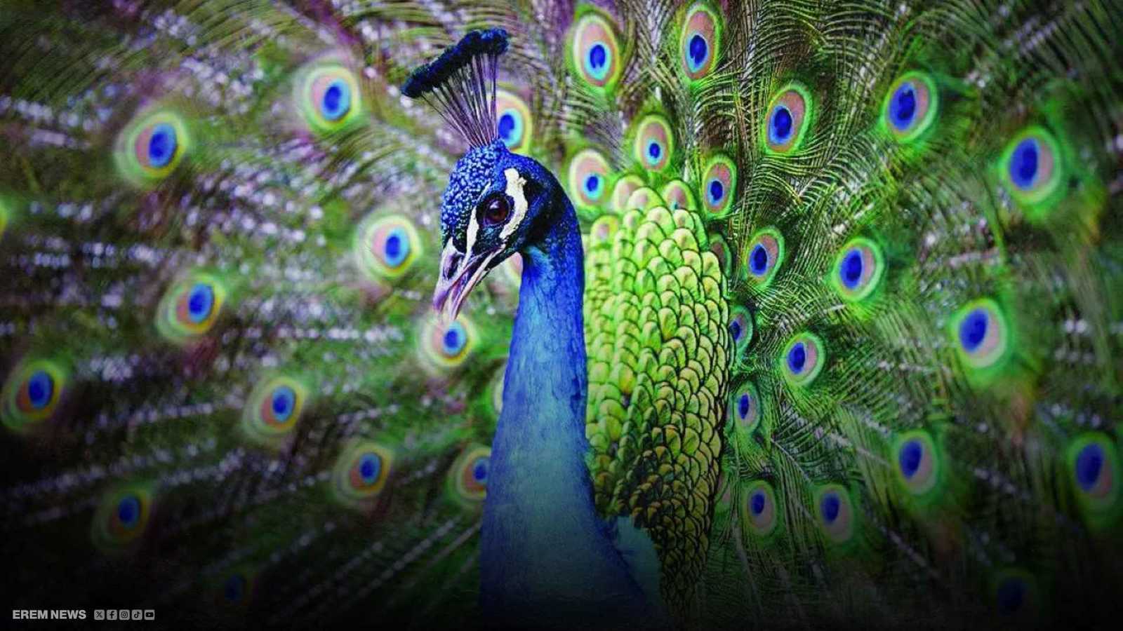 اختفاء عشرات الطواويس يترك فندقا بحالة "صدمة"