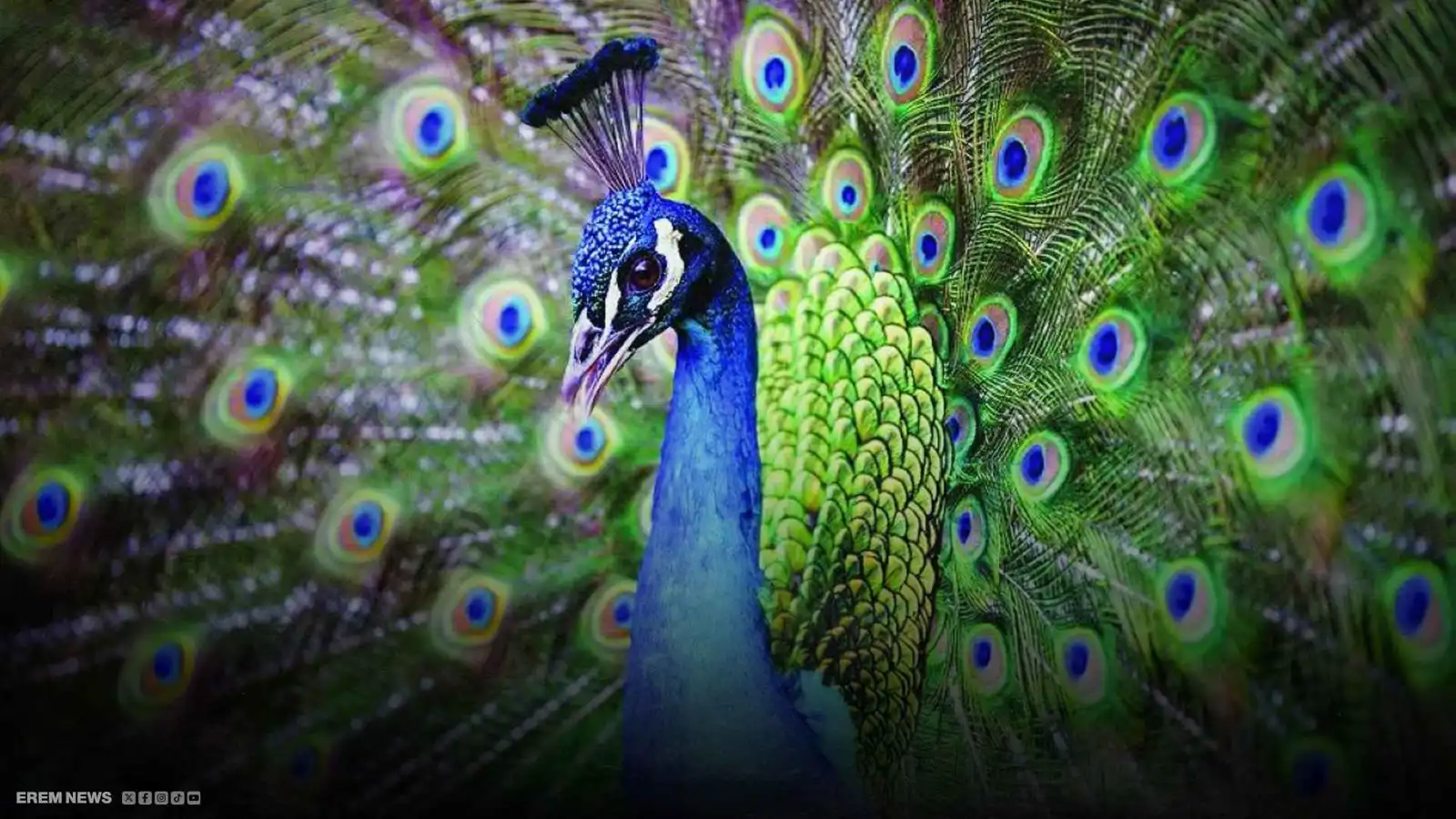 اختفاء عشرات الطواويس يترك فندقا بحالة "صدمة"