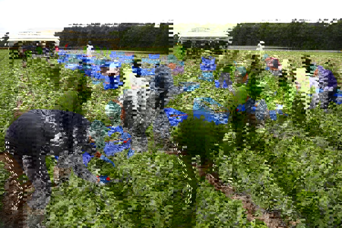 بريطانيا.. العمال المهاجرون معرضون بشكل أكبر لخطر العبودية الحديثة