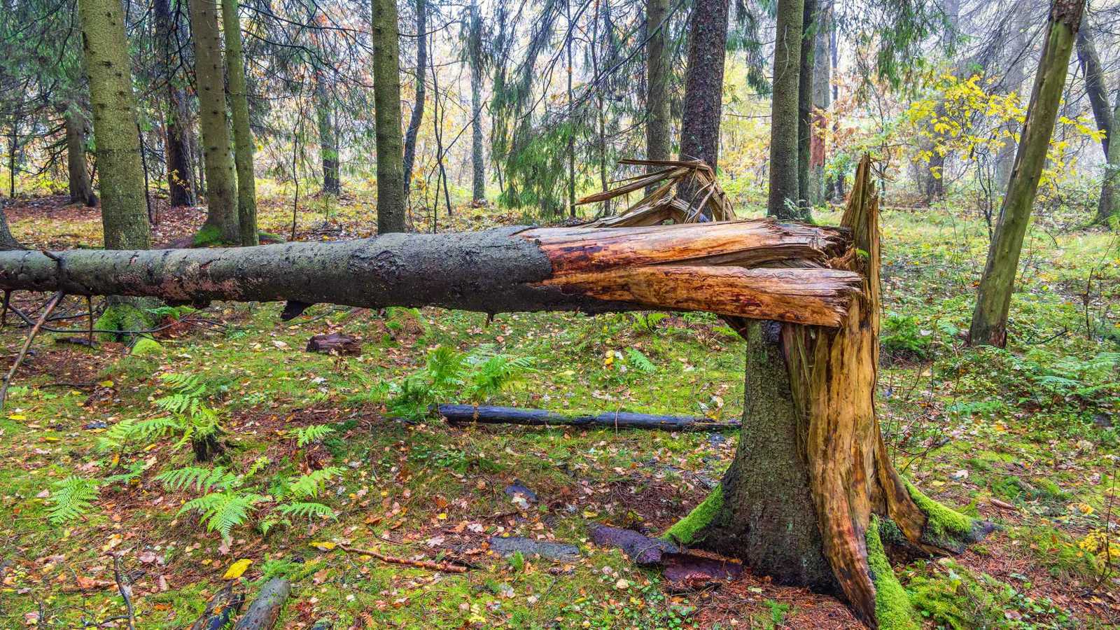 أم تُضحي بحياتها لإنقاذ ابنتها من غصن شجرة (صور)