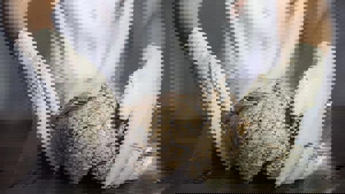 تطوير "أدمغة اصطناعية" يبشر بعلاجات جديدة للأمراض العصبية