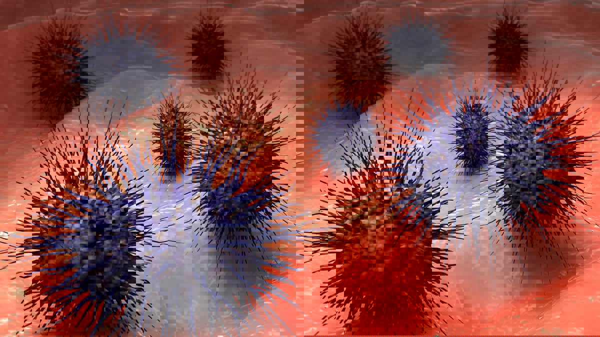 بعد ارتفاع حالات الإصابة به.. ما مرض المكورات السحائية؟