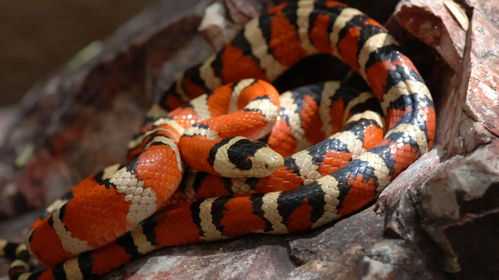 لماذا يمتلك ذكر الثعبان عضوين تناسليين؟