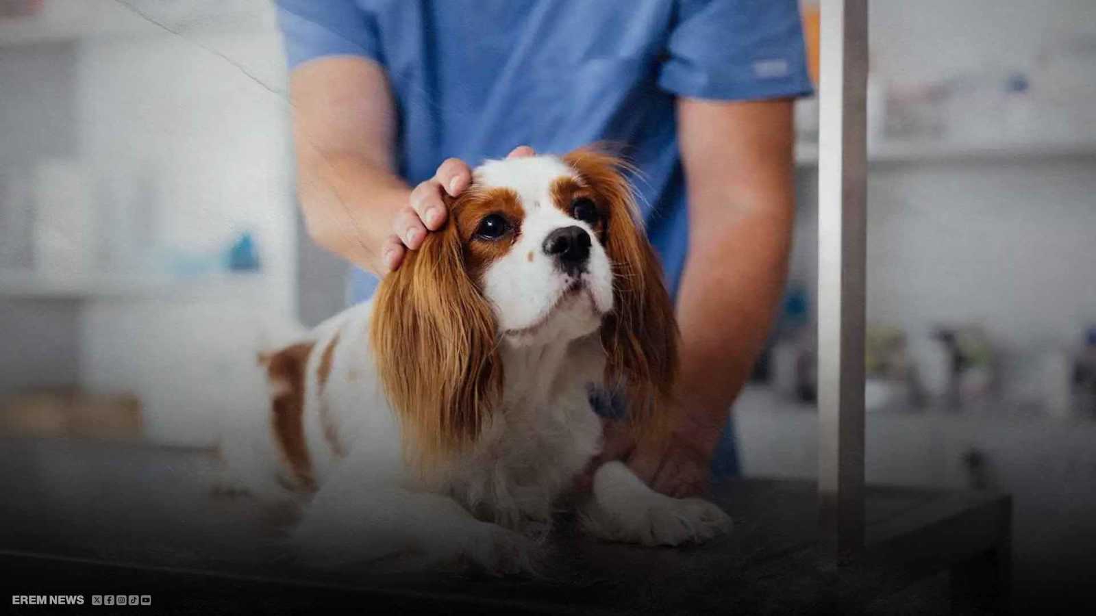 فتيل الديناميت في فمها.. كيف أنقذت كلبة صغيرة حياة عائلتها؟ (فيديو إرم)