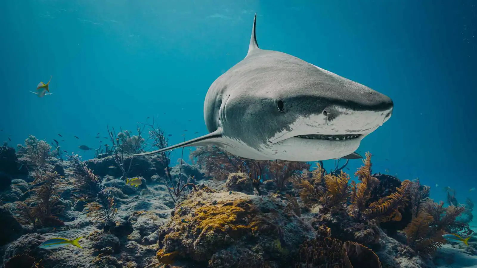 لقطات مثيرة لأسماك قرش ضخمة تُطعم باليد (صور)