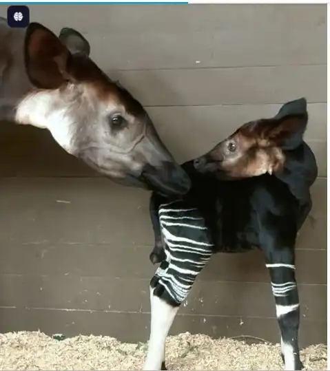 عجل الأوكابي مع أمه