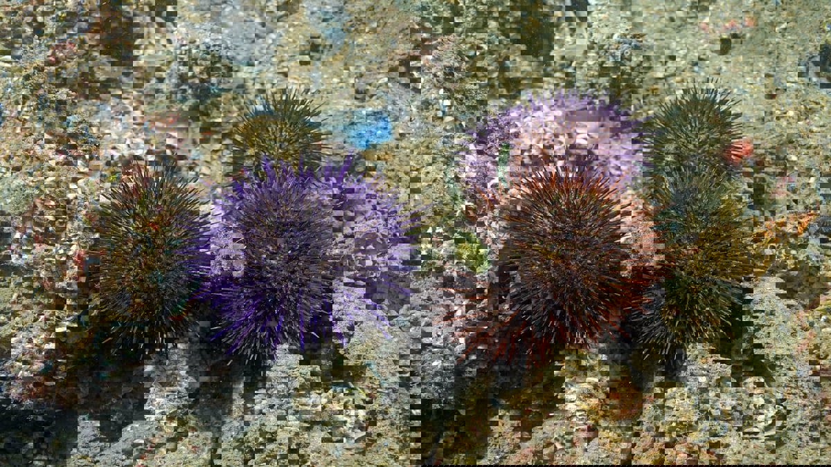 "مرض غريب" يقضي على قنافذ البحر في الكاريبي